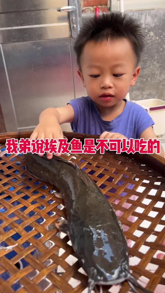 我弟说埃及鱼是可以吃的真的吗?