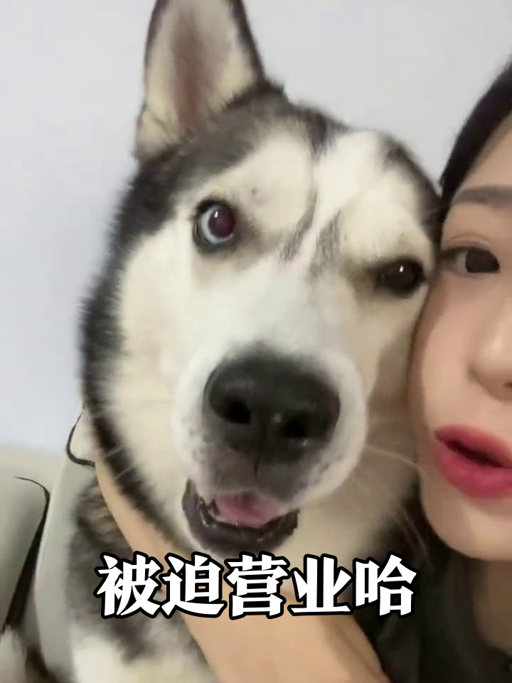 哈士奇被迫贴贴生无可恋,龇牙笑出表情包