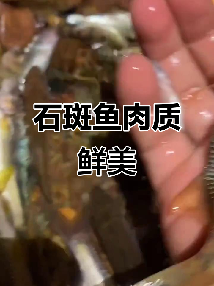 农村溪水石斑鱼,下饭配酒绝佳美味