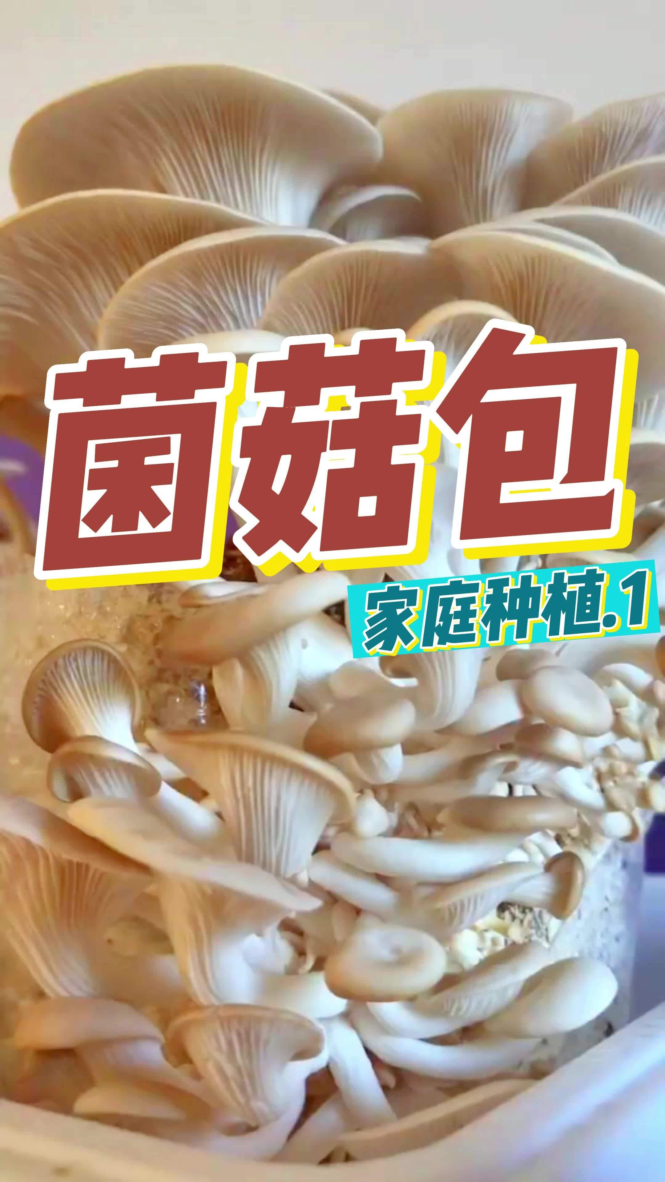你知道我们吃的 菌子 是怎么来的吗?只需要把它喷喷水在家也能实现吃菌自由 菌菇包 平菇种植