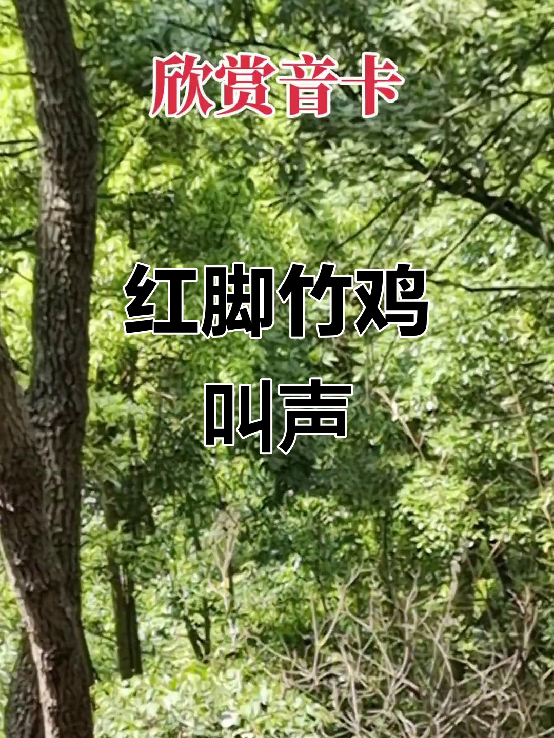 台湾鹧鸪红脚竹鸡鸣声大赏,聆听自然之声