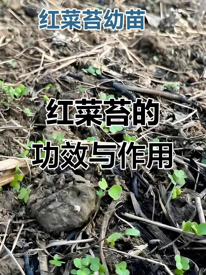 了解红菜苔：增强抵抗力，活血化瘀的乡村美味