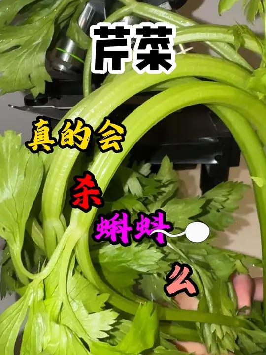 显微镜下的世界