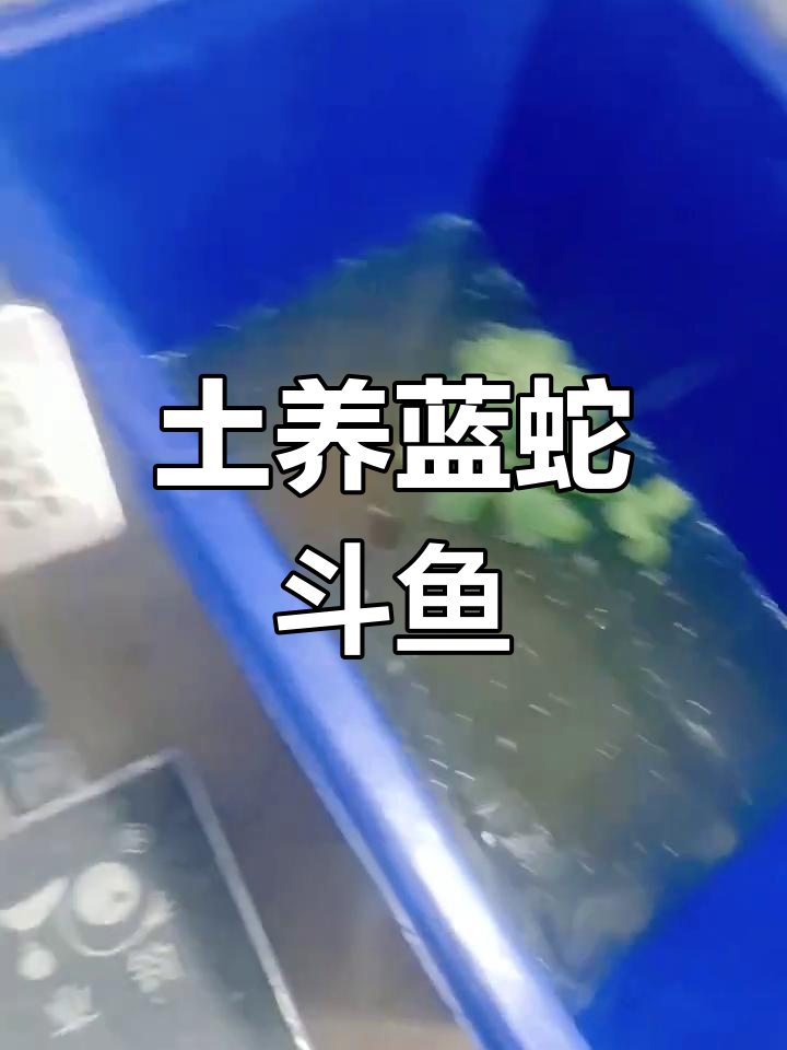 中国蓝蛇斗鱼:超强生存力