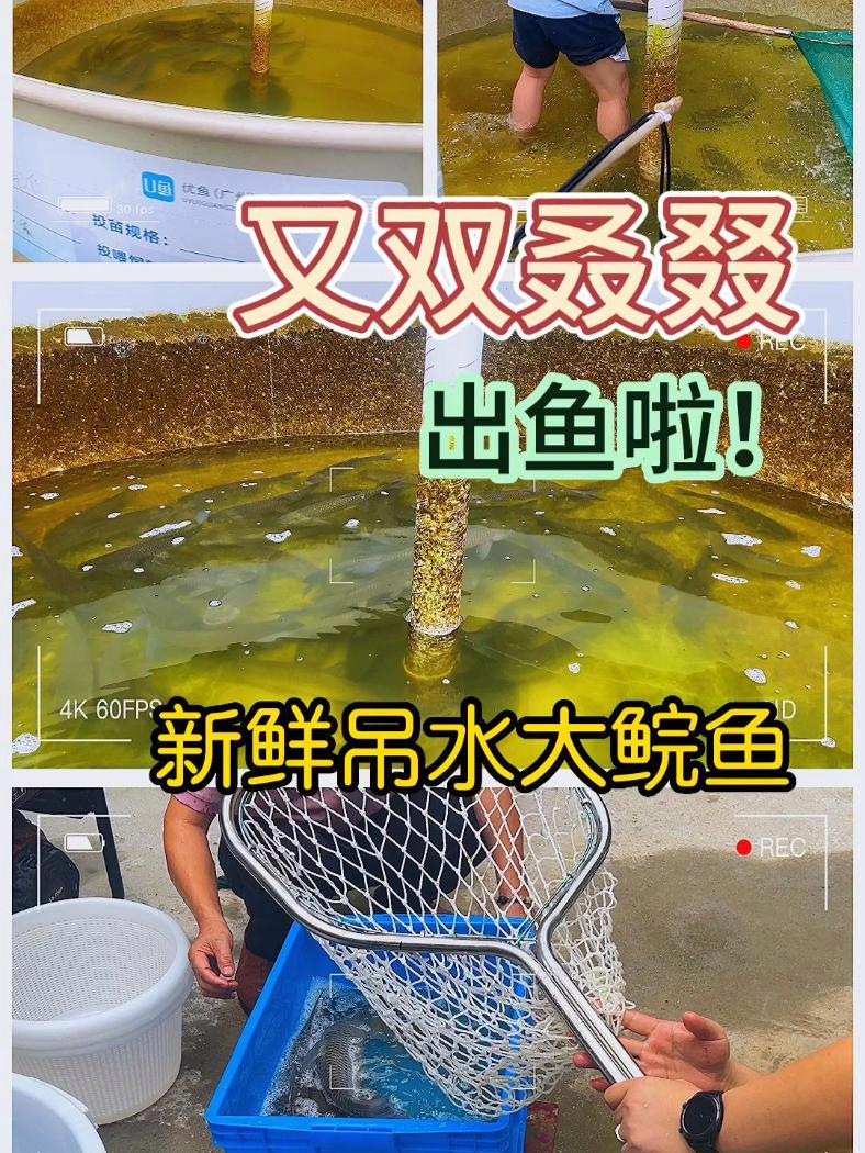 新鲜美味看得见!生态养殖吊水草鱼出鱼啦!四大家鱼养殖 吊水草鱼 草鱼养殖 循环水养殖 抖音