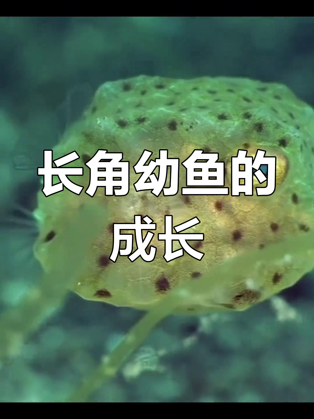 牛角箱鲀:从萌鱼到少年