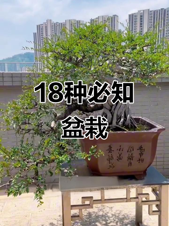 18种常见盆栽植物，一次了解它们的特点