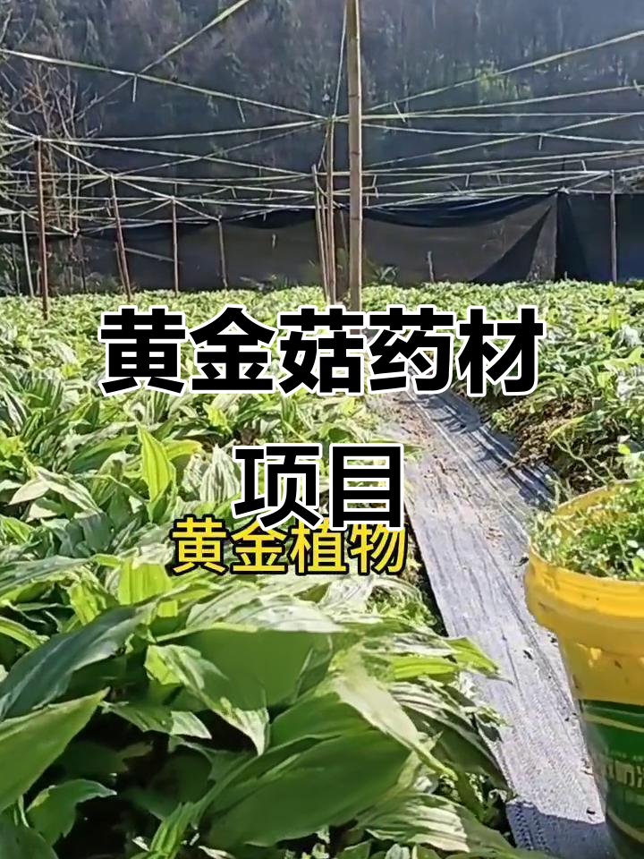 黄金植物毛慈菇,药材种植新机会