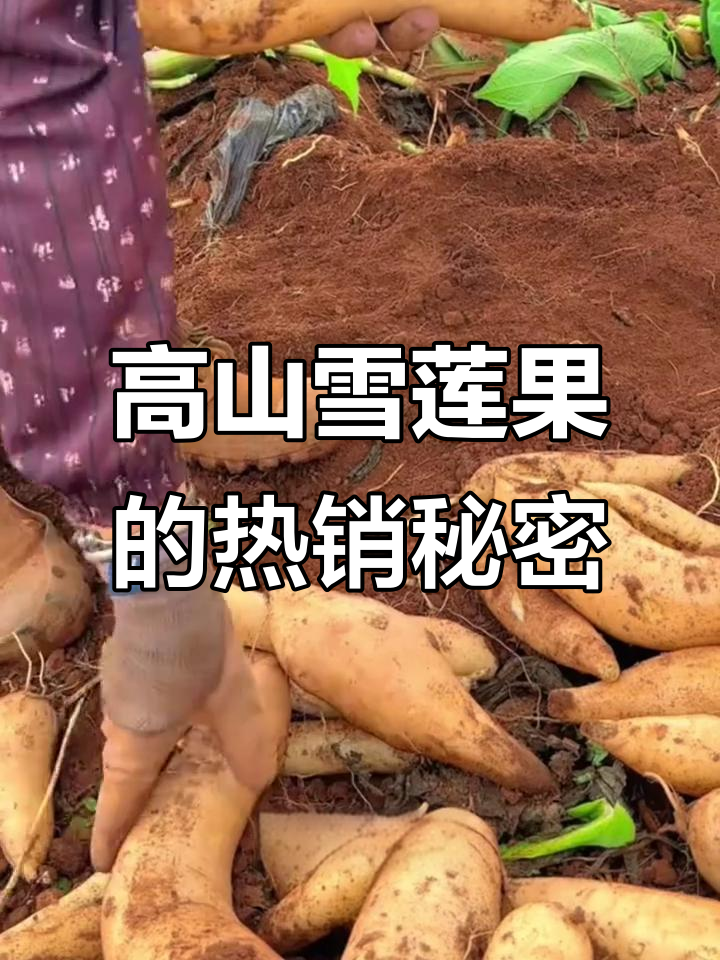 云南高山雪莲果:被名字误导的地下水果之王,如今全网热销!