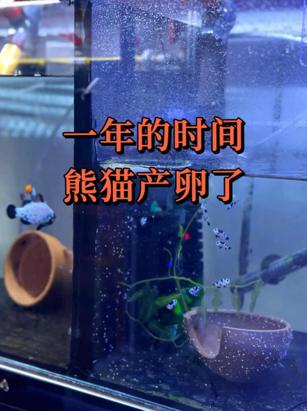 小丑鱼熊猫配对产卵带飞,只花1年时间