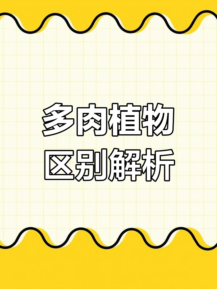 洛神、罗琦与洛可可的区别,一看就懂