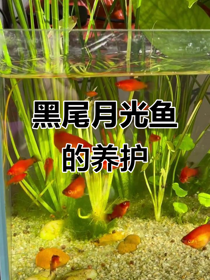 黑尾月光鱼活泼好养,皮实又可爱