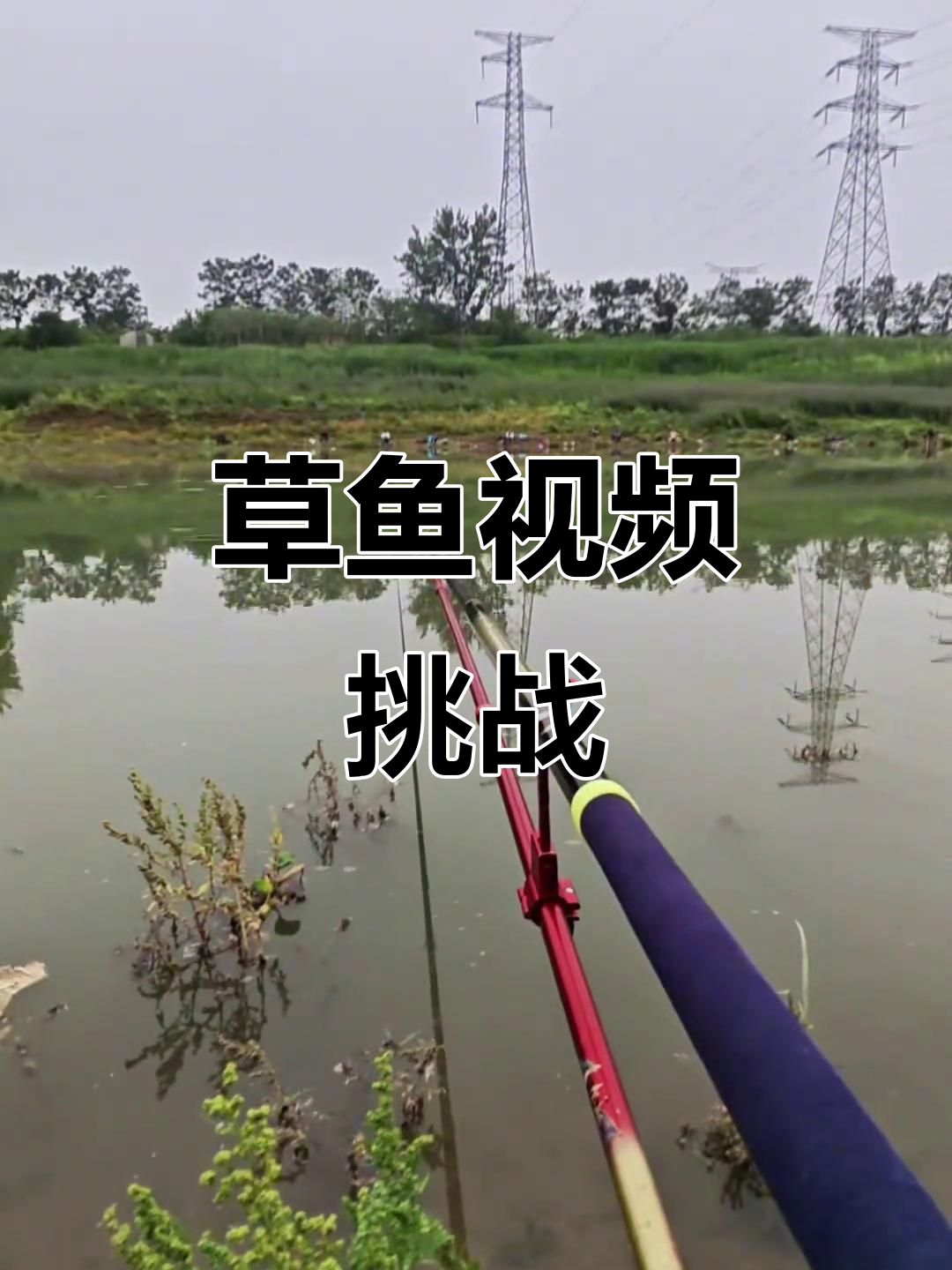 朱家河草鱼视频，看完你还敢去吗？