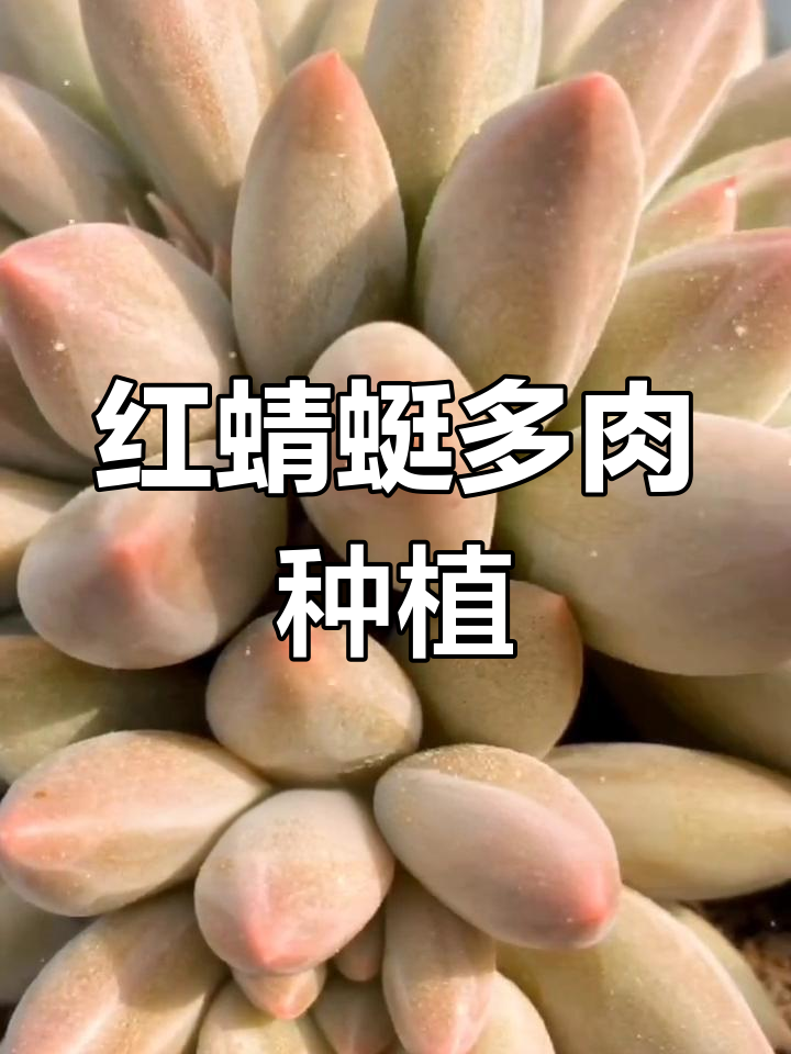 红蜻蜓多肉养护技巧
