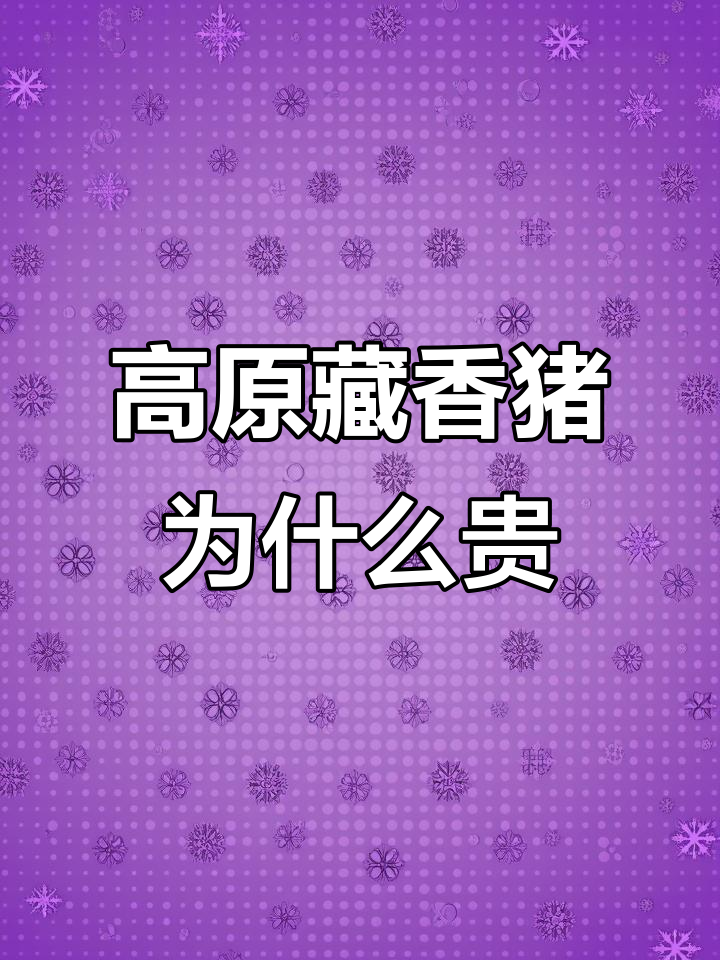 藏香猪为何能卖高价?高原珍品揭秘