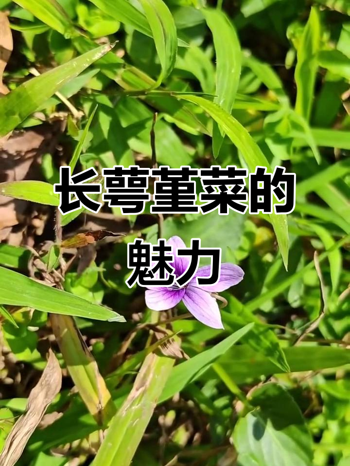 深圳植物19:长萼堇菜,花朵独特美丽
