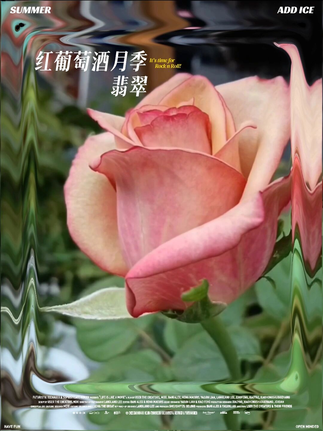 红葡萄酒月季