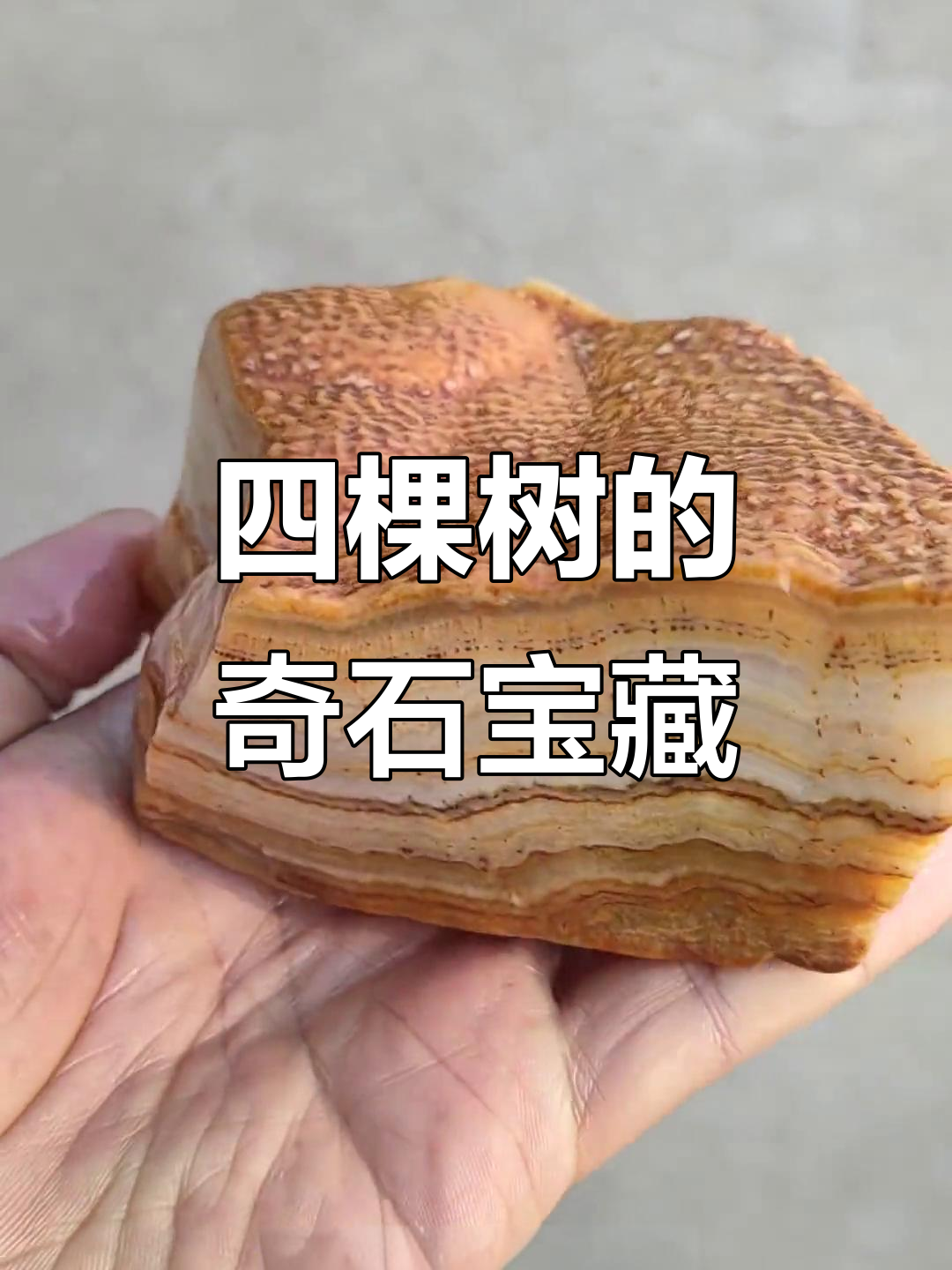 鲁山四棵树发现罕见肉形石，农民捡到宝贝致富