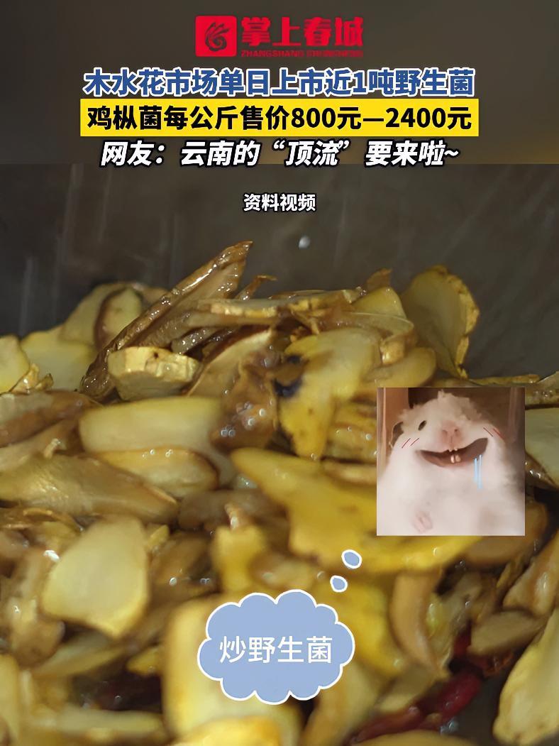 木水花市场单日上市近1吨野生菌 鸡枞菌每公斤售价800元—2400元 网友:云南的“顶流”