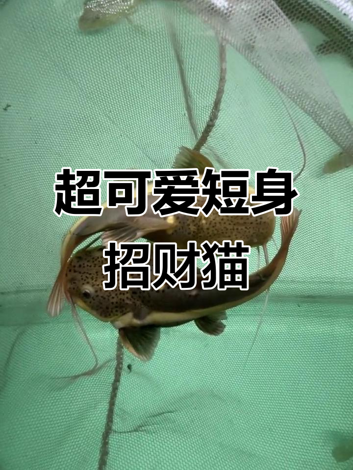 短身尾招财猫,超萌观赏鱼来啦!