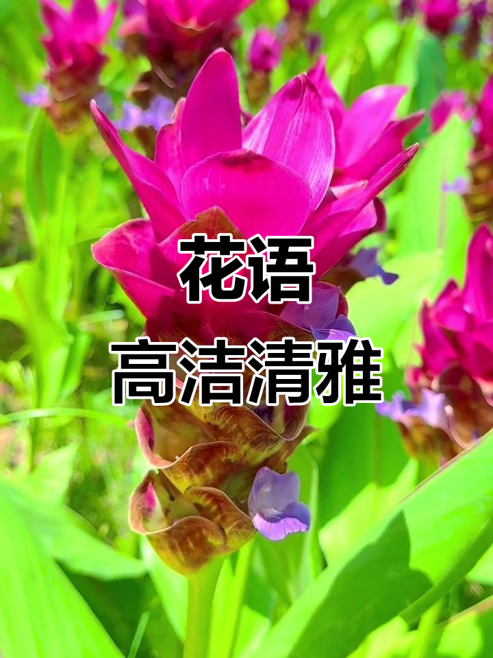 姜荷花,美丽如郁金香,象征纯洁与信赖