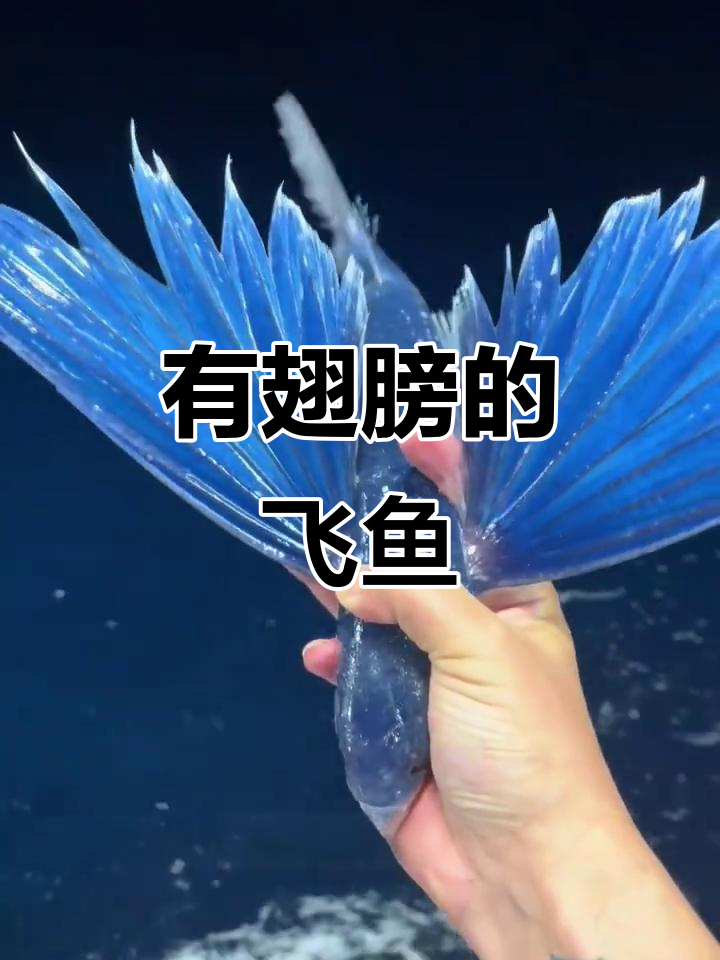 飞鱼为何能“飞翔”?揭秘它们的翅膀与飞行技巧
