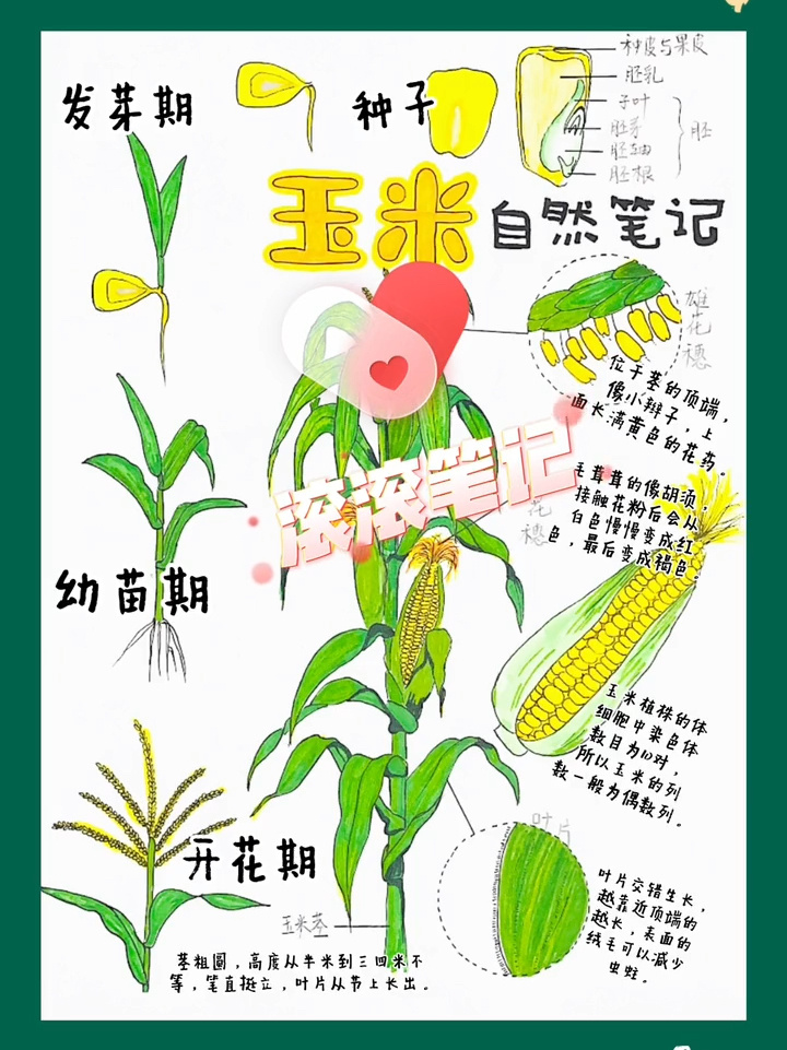 自然笔记～玉米