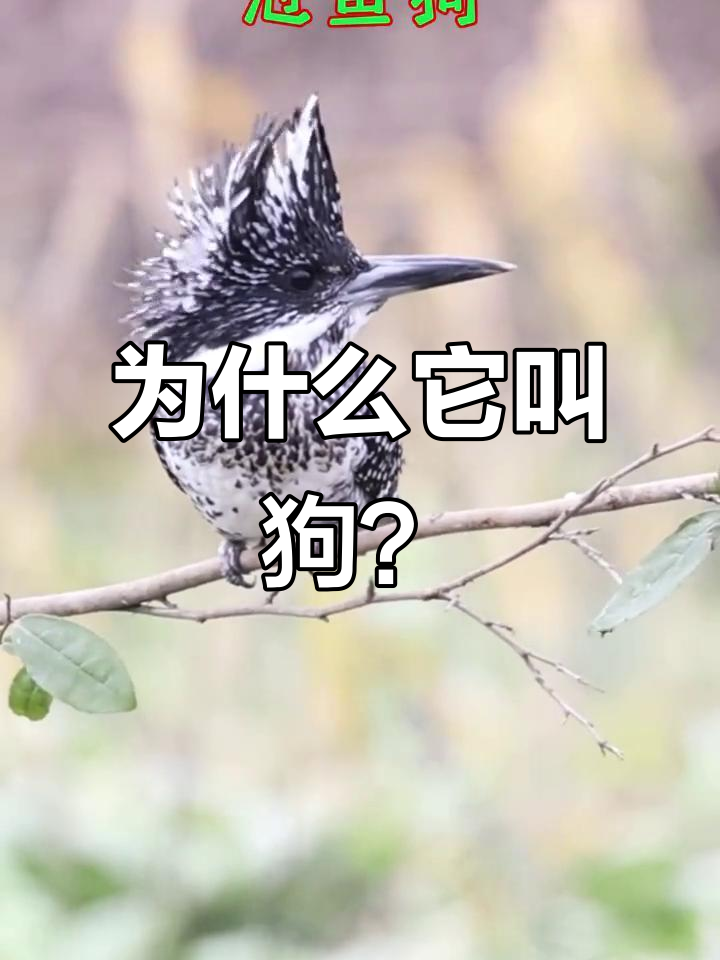 冠鱼狗:你明明是鸟,怎么叫狗?