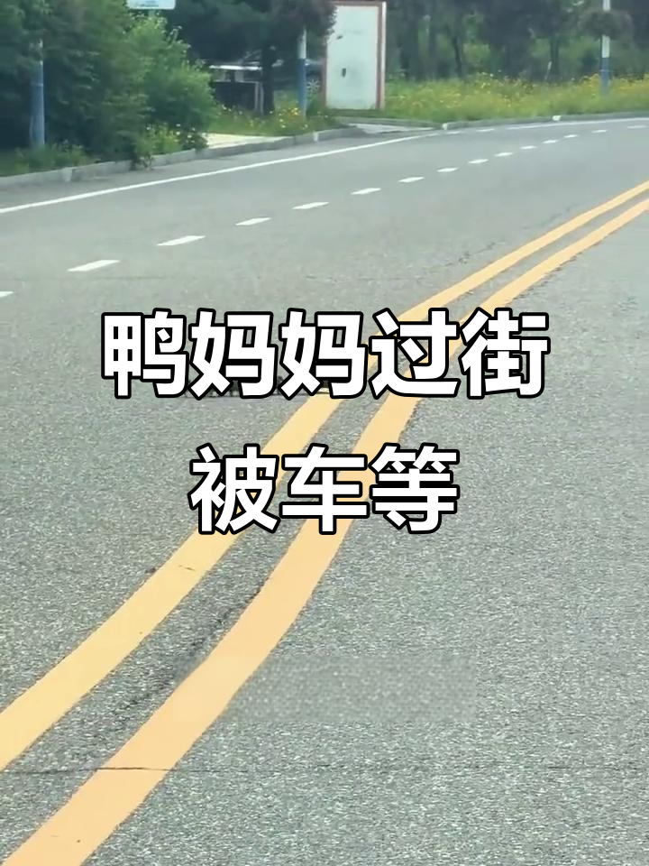 鸭妈妈带小鸭子过马路,司机停车耐心等候