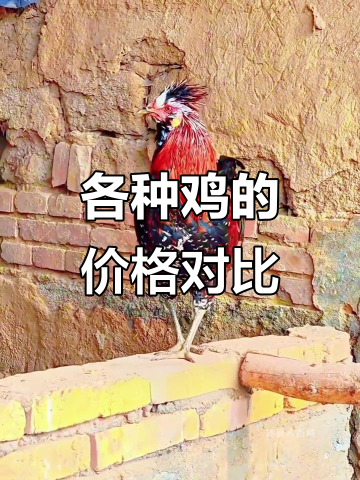 11种不同品种的鸡,价格差异大揭秘
