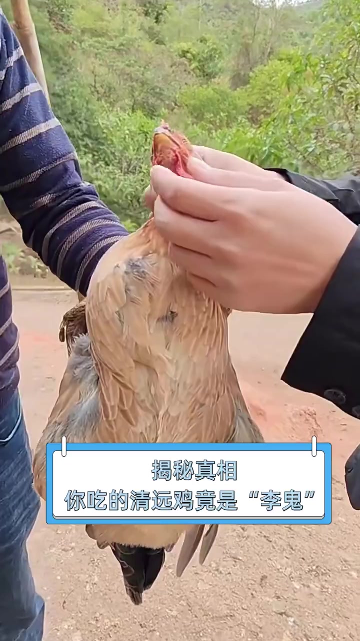 揭秘真相,你吃的清远鸡竟是“李鬼”