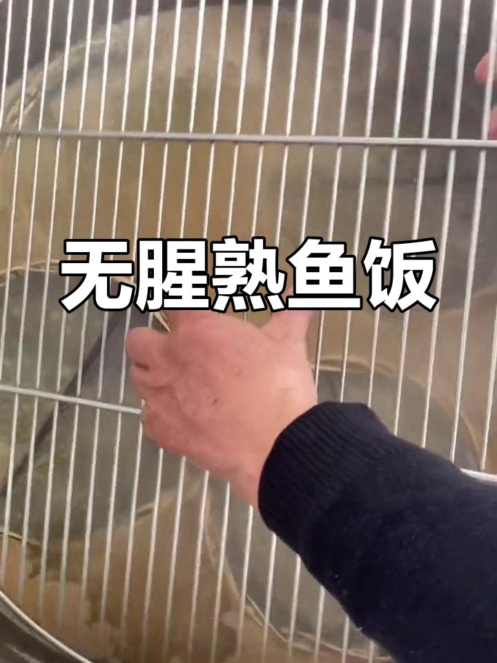 潮汕熟鱼饭,鲜美无腥