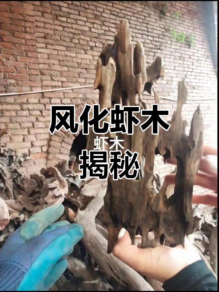虾木、蜂窝木与风化木的奇妙之旅,探索自然雕刻的艺术