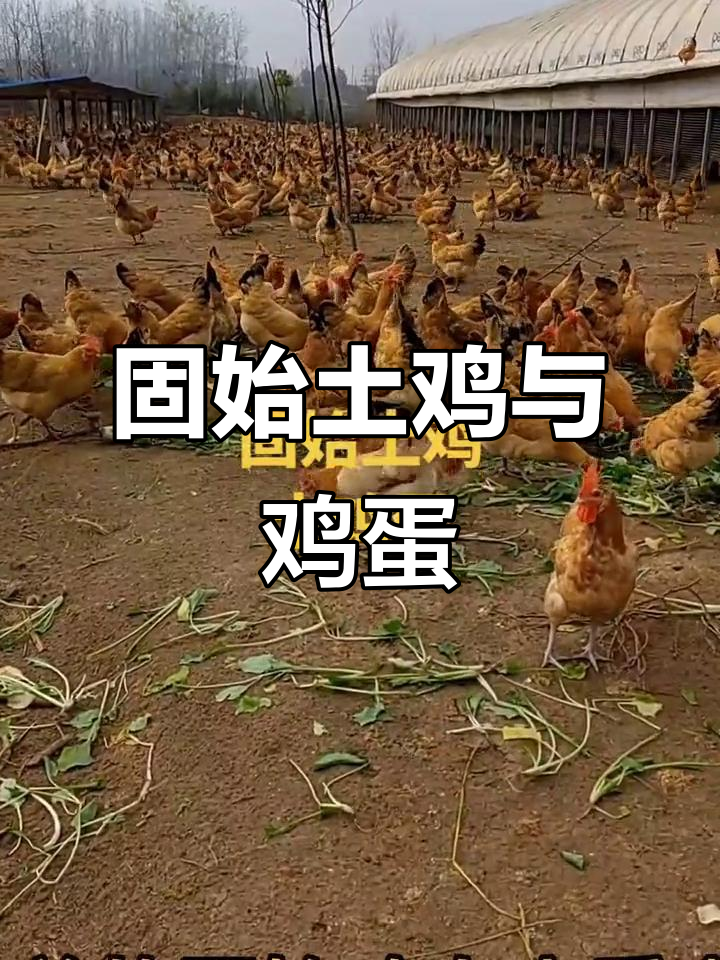 固始土鸡与笨蛋：自然散养，滋补美味