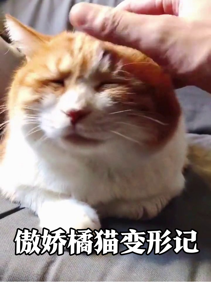 橘猫一脸严肃被摸头,秒变表情包萌翻了