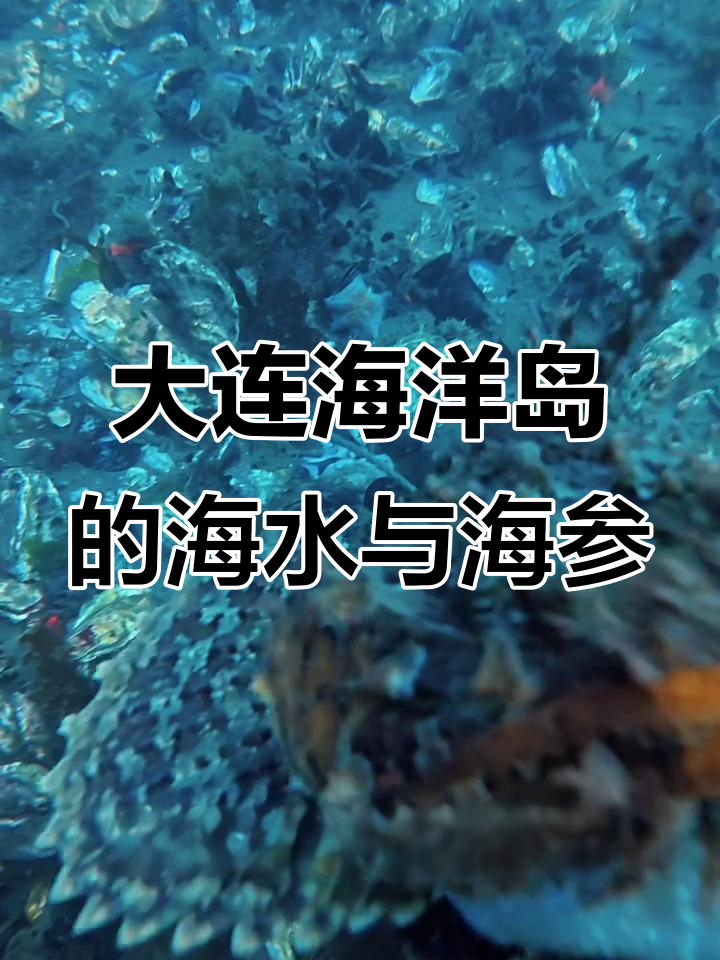 大连海洋岛水质清澈，海参品质高，潜水抓鱼惊险刺激