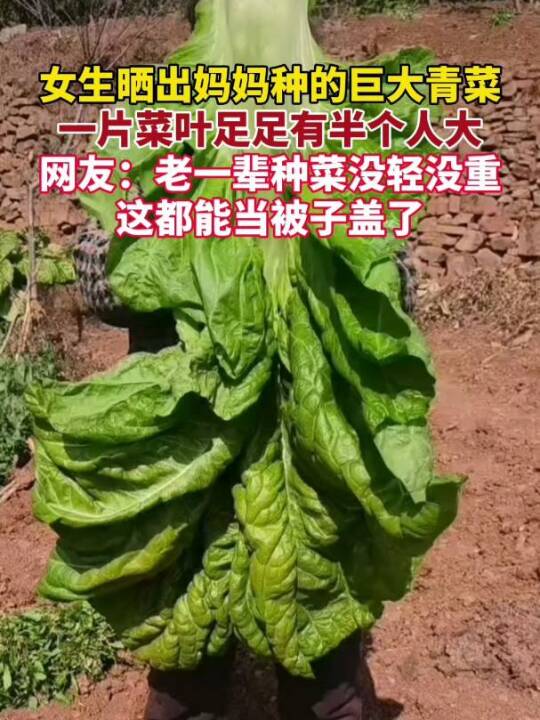 女生晒出妈妈种的巨大青菜,一片菜叶足足有半个人大。网友:老一辈种菜没轻没重的,这都能当被子