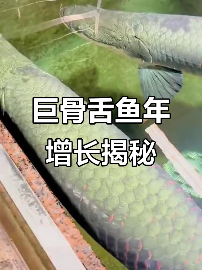 巨骨舌鱼一年能长多大？生长速度惊人，养殖条件决定潜力