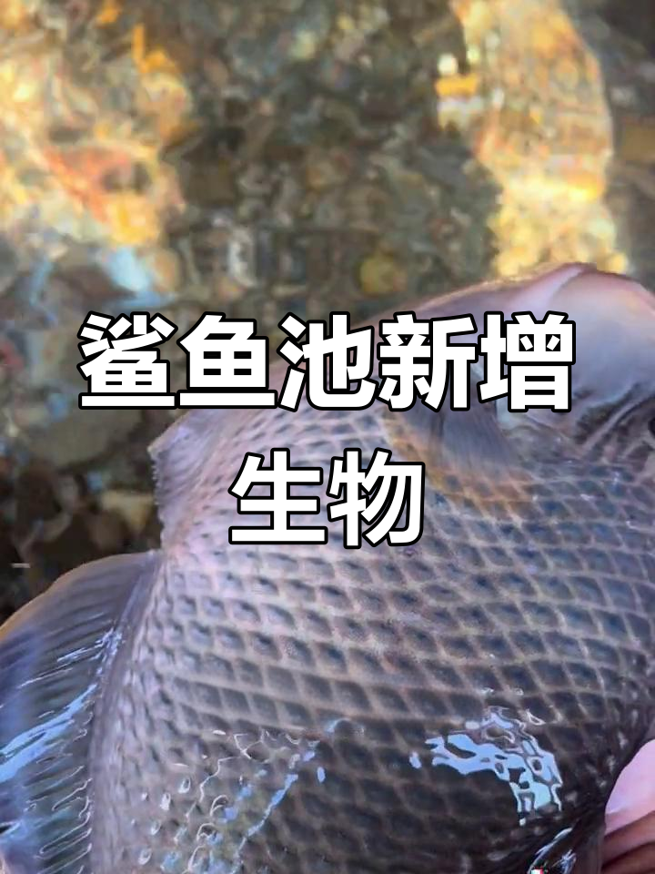 新生物到货!鲨鱼池迎来新成员,石头鱼和狗鲨也来了