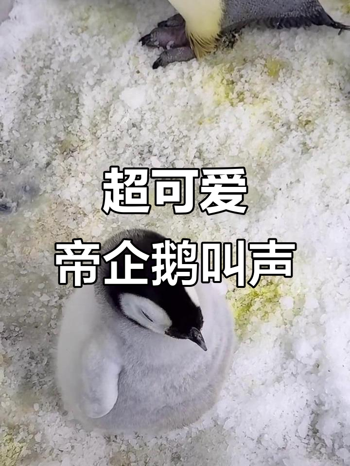 帝企鹅宝宝萌叫声,石头叔叔欺负它了!