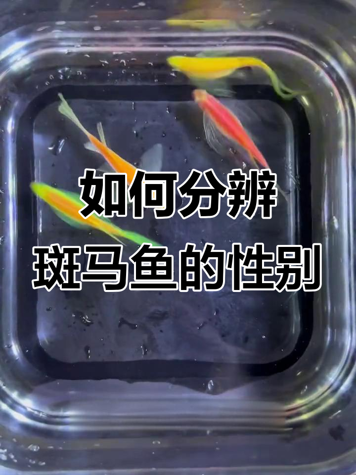 斑马鱼公母分辨，肚子形状告诉你答案