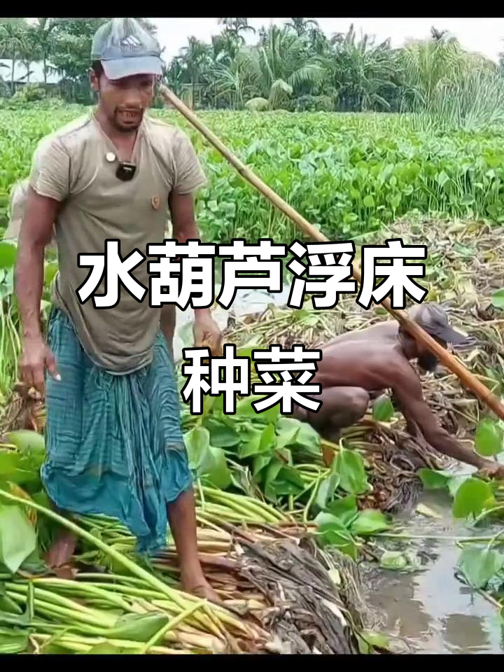 用水葫芦打造浮床,河面种菜成新风潮