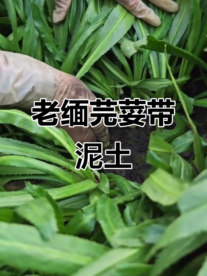 云南老缅芫荽,带根发货,煮鱼炖鸡必备的家乡味