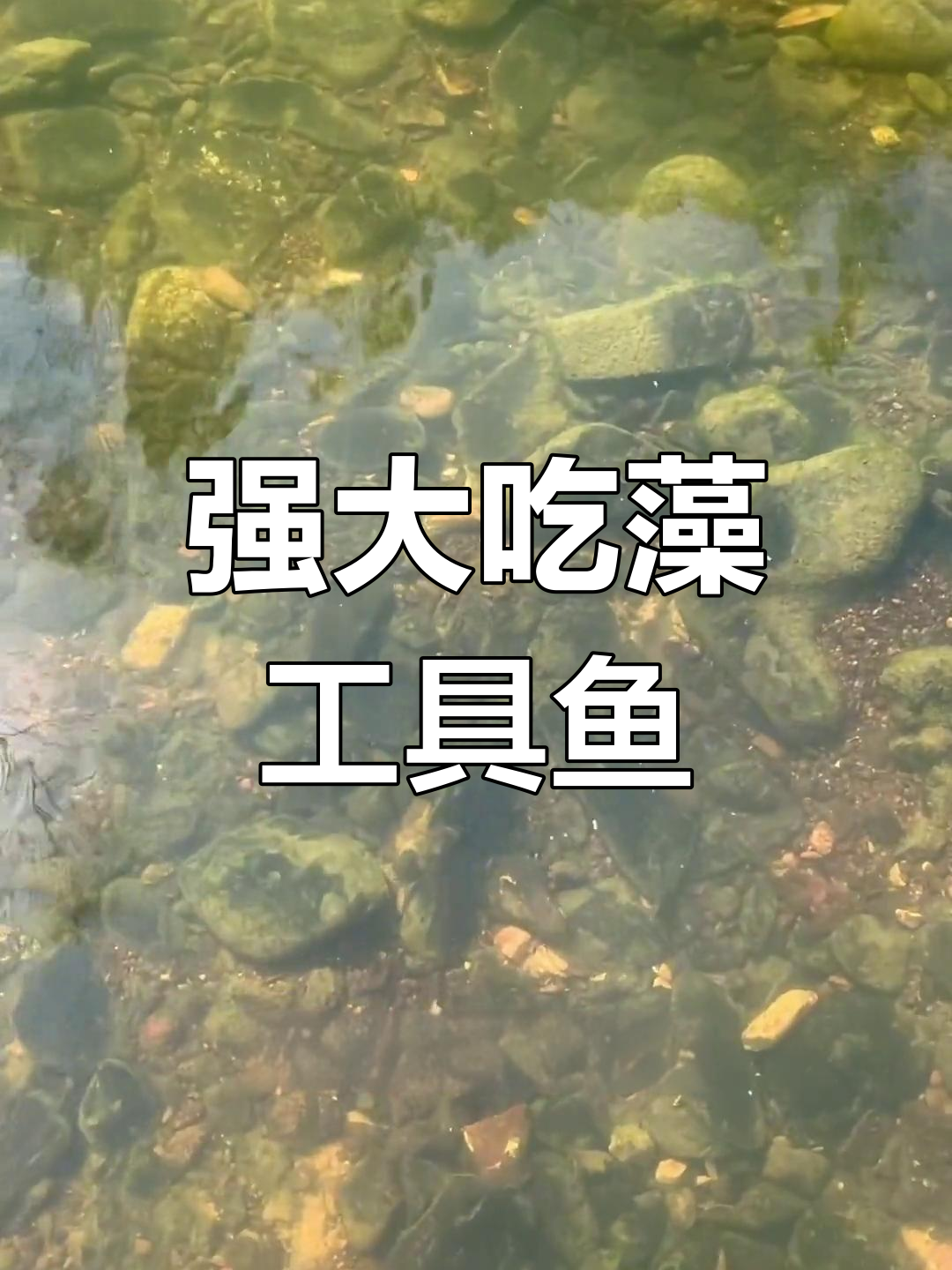 小溪中的工具鱼,吃藻能力惊人