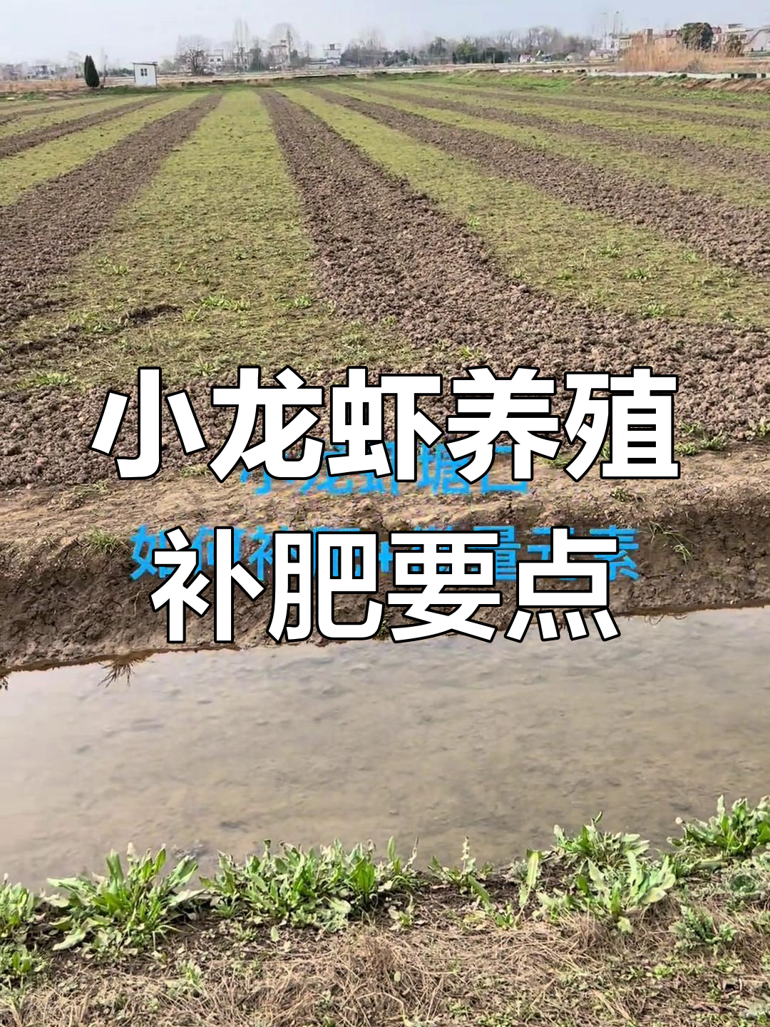 小龙虾养殖塘口补肥技巧,微量元素不可忽视