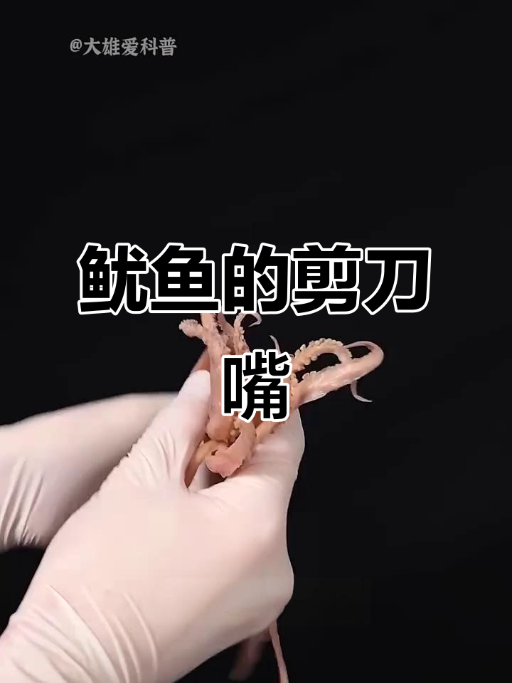 鱿鱼嘴巴锋利如剪刀,轻松咬破易拉罐
