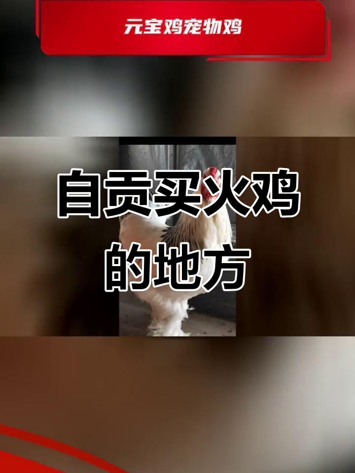 自贡市哪里能买到火鸡?观赏鸡品种全解析