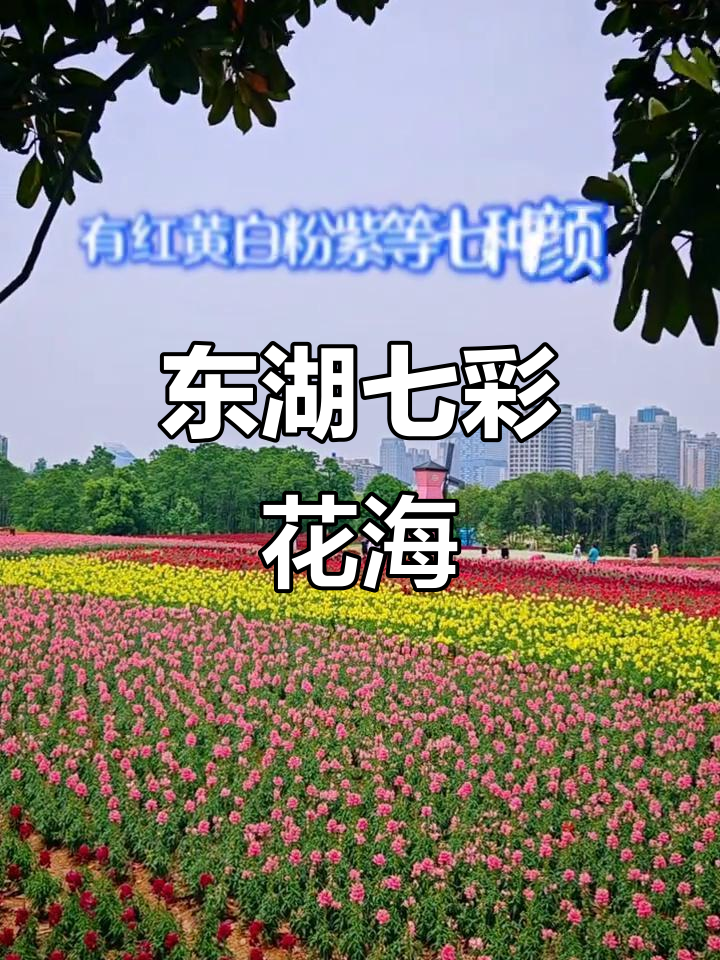 五一假期最后一天,东湖森林公园七彩金鱼草盛开等你来打卡