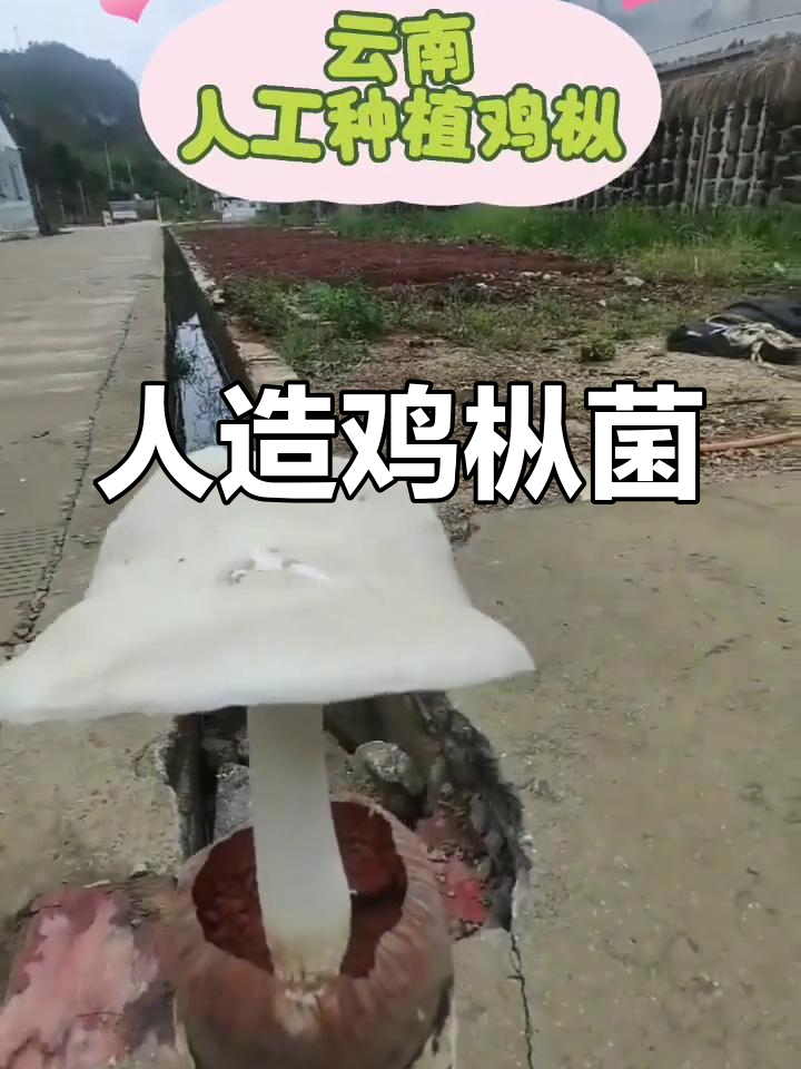 云南人工种植鸡枞菌,四季都能收获美味!