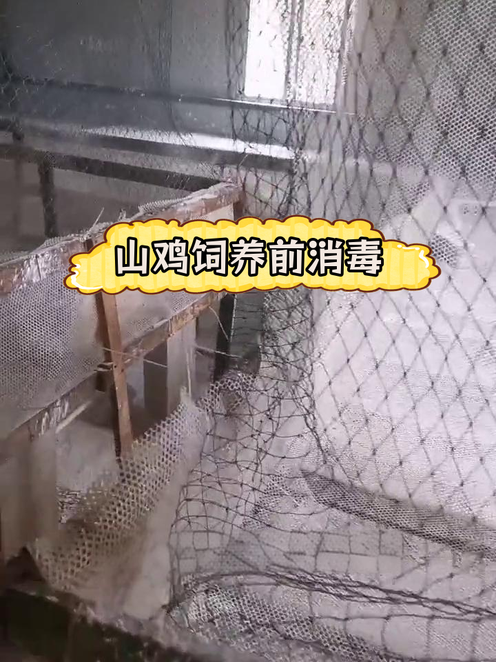 养殖野山鸡前的消毒工作